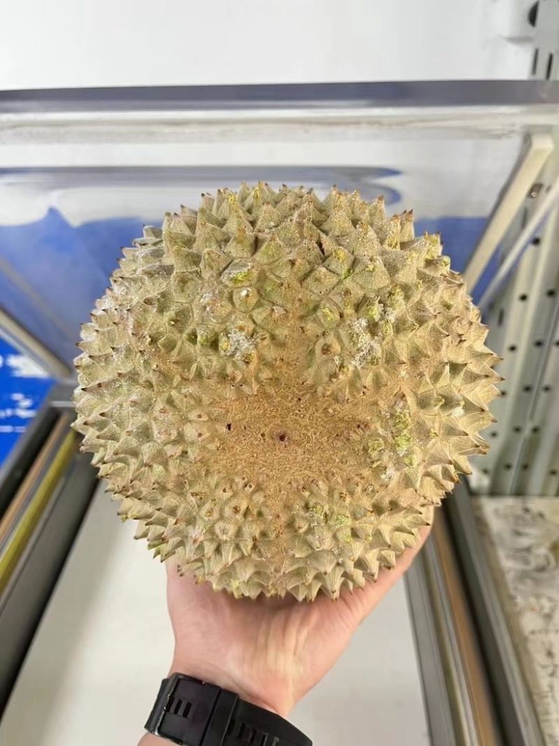 液氮马来西亚猫山王D197对接电商平台一手货源