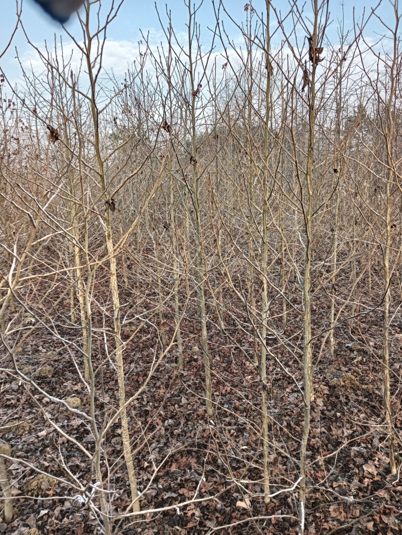 2/12公分北美枫香