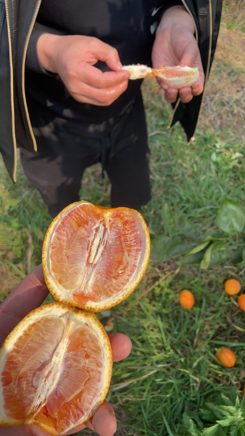 四川塔罗科血橙八号晚熟血橙已经成熟，甜度好，血丝足