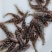 优选黄骨鱼苗，黄丫头，场地直供，量大从优