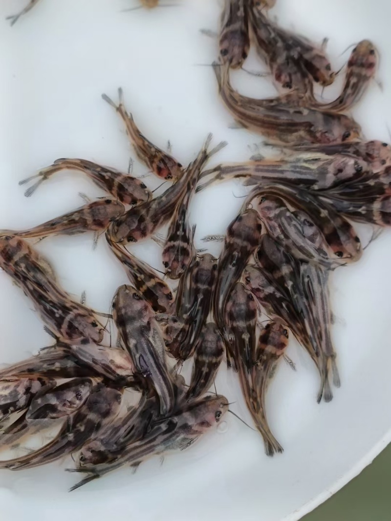 优选黄骨鱼苗，黄丫头，场地直供，量大从优