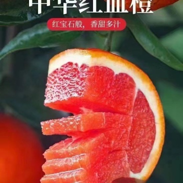 湖北中华红血橙可订园看货,对接市场,超市电商