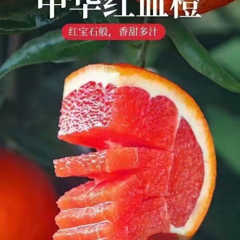 湖北中华红血橙可订园看货，对接市场，超市电商