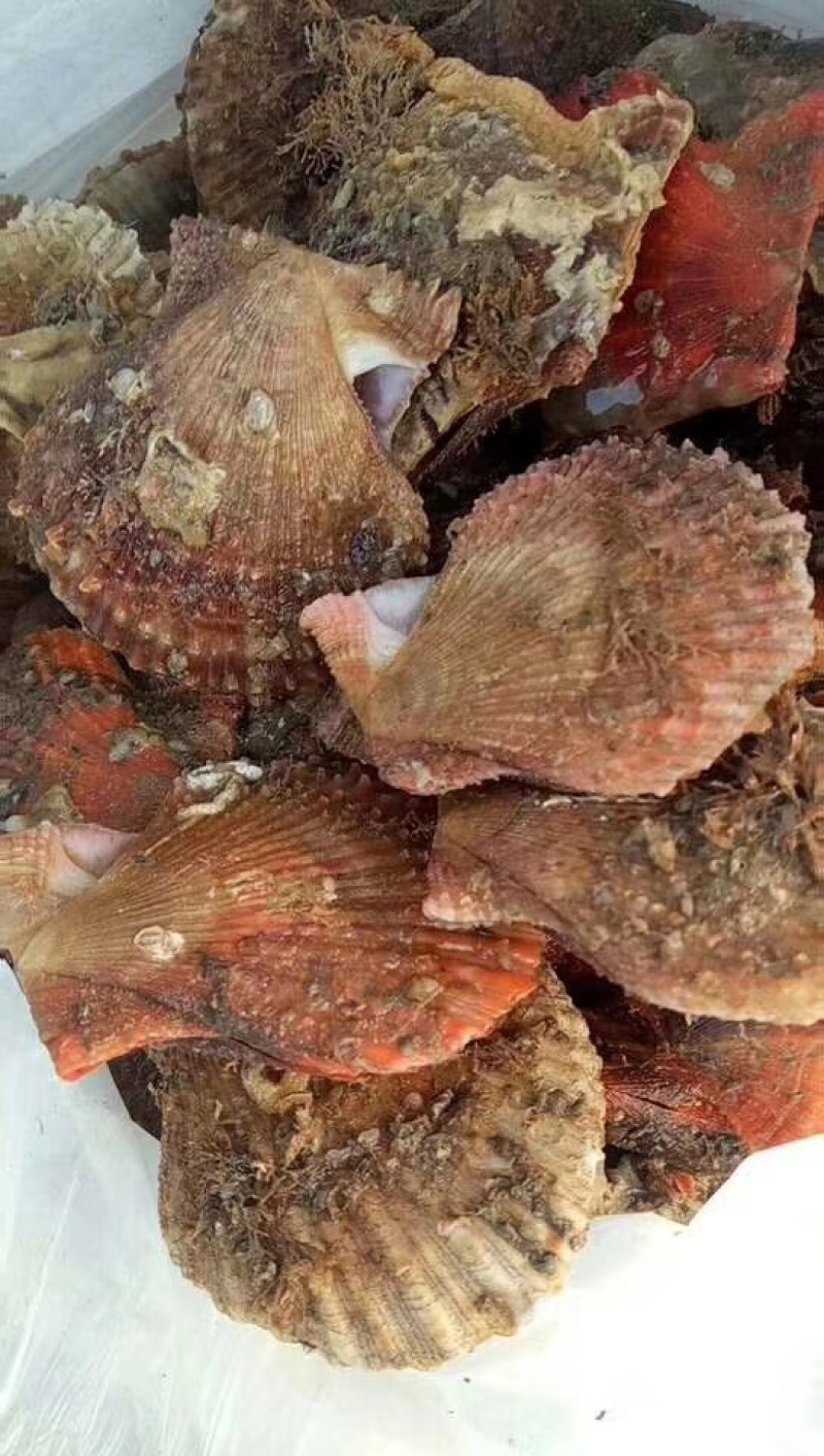 刺贝（扇贝）