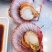 刺贝（扇贝）
