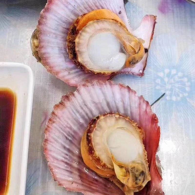 刺贝（扇贝）