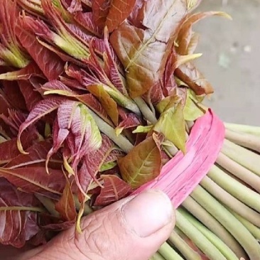 路天鲜香椿