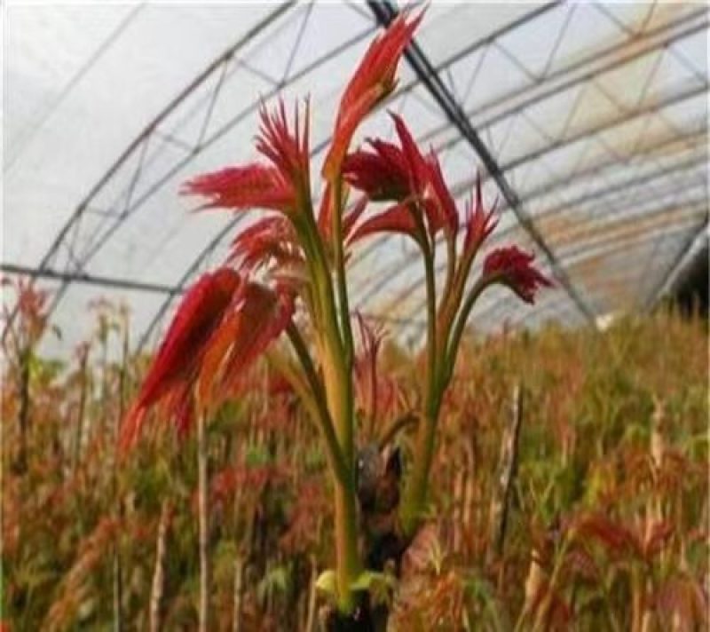 香椿芽