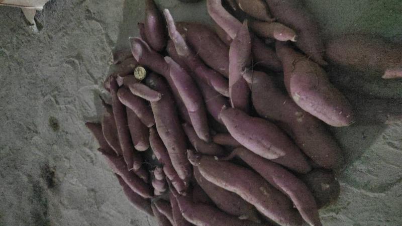 内蒙古乌拉特前旗种植的沙地板栗薯