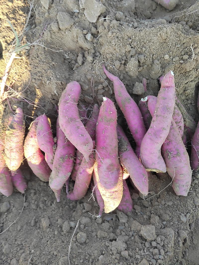 内蒙古乌拉特前旗种植的沙地板栗薯