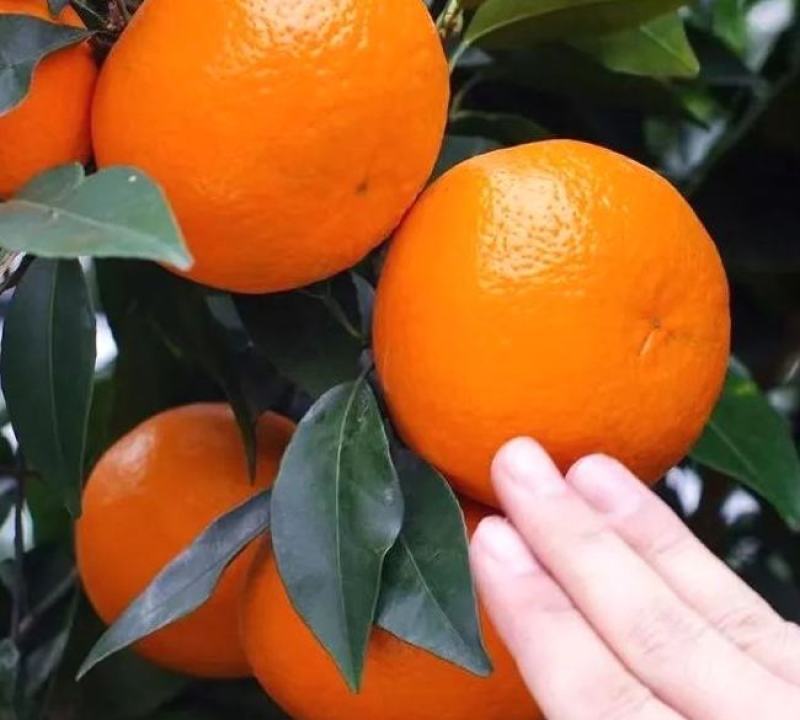 重庆沃柑