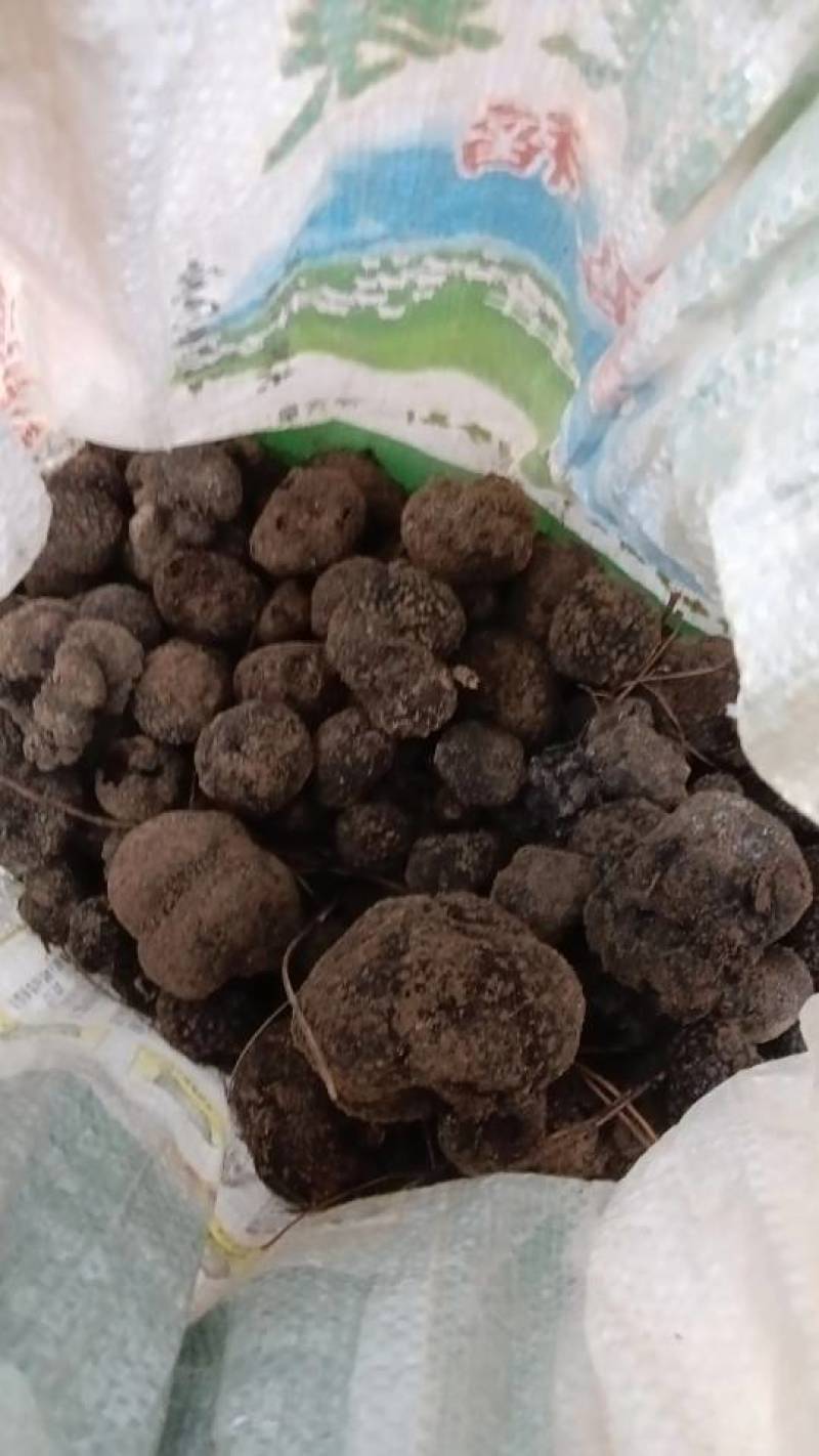 黑松露
