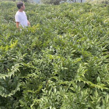 花魔芋一斤60个，无破损人工挑选，一袋籽，高成功率