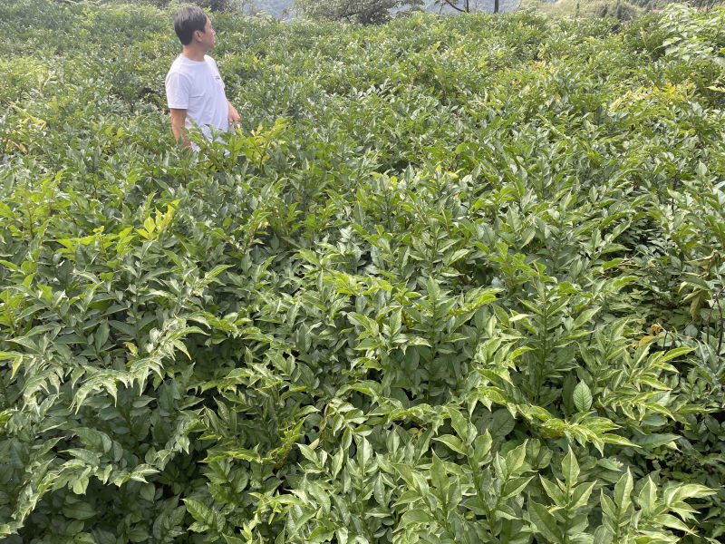 花魔芋一斤60个，无破损人工挑选，一袋籽，高成功率