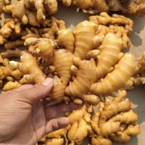山东小黄姜常年有货销售，品质好，价格便宜，欢迎来电咨询