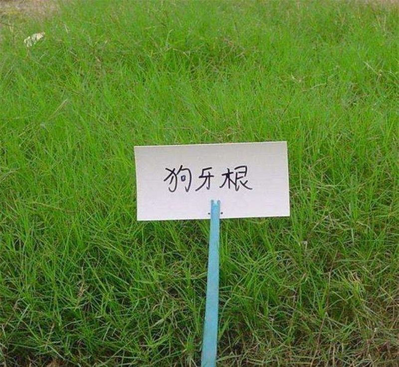 进口狗牙根种子匍匐茎种籽四季常青护坡草籽耐旱耐践踏籽草坪