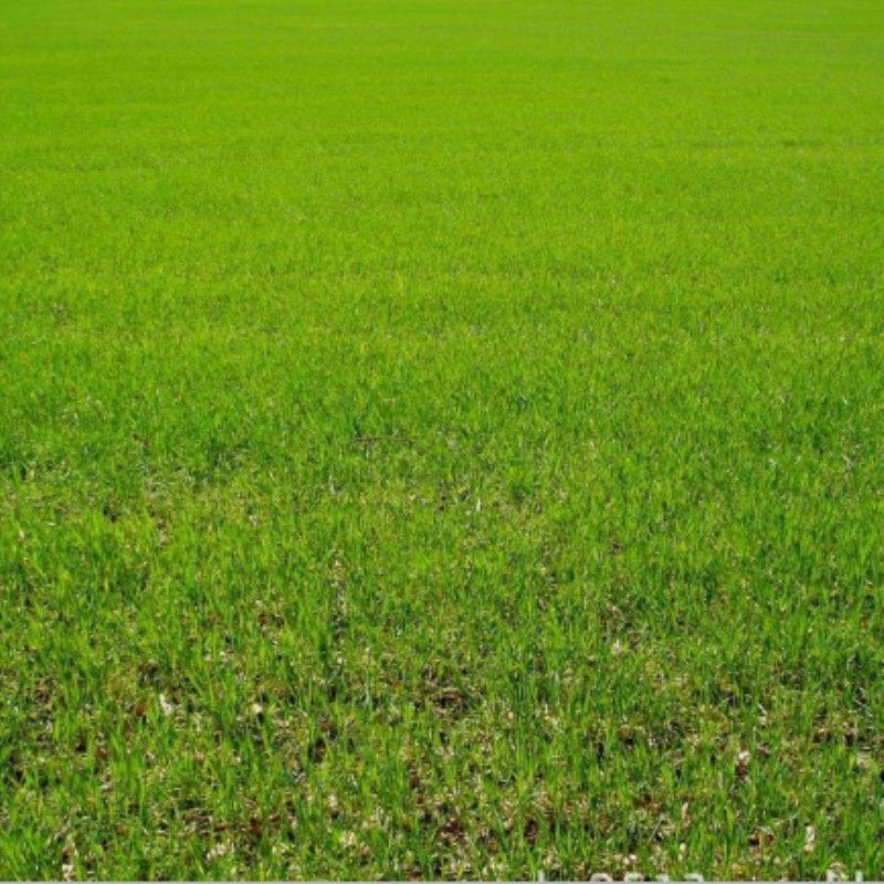 进口狗牙根种子匍匐茎种籽四季常青护坡草籽耐旱耐践踏籽草坪