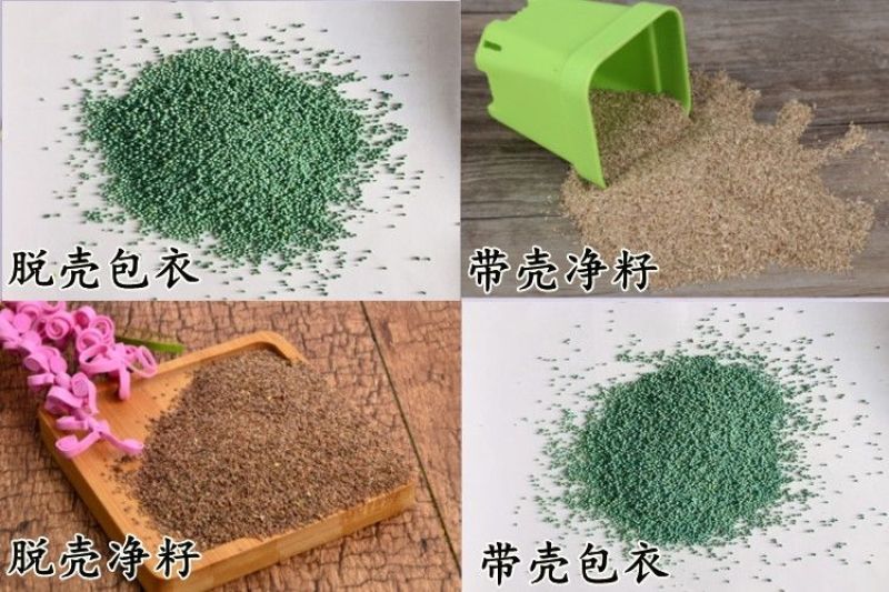 进口狗牙根种子匍匐茎种籽四季常青护坡草籽耐旱耐践踏籽草坪
