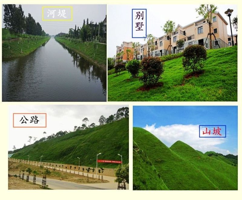 进口狗牙根种子匍匐茎种籽四季常青护坡草籽耐旱耐践踏籽草坪