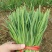 香河本地头茬韭菜大量上市质量好价格实惠诚信服务欢迎选购