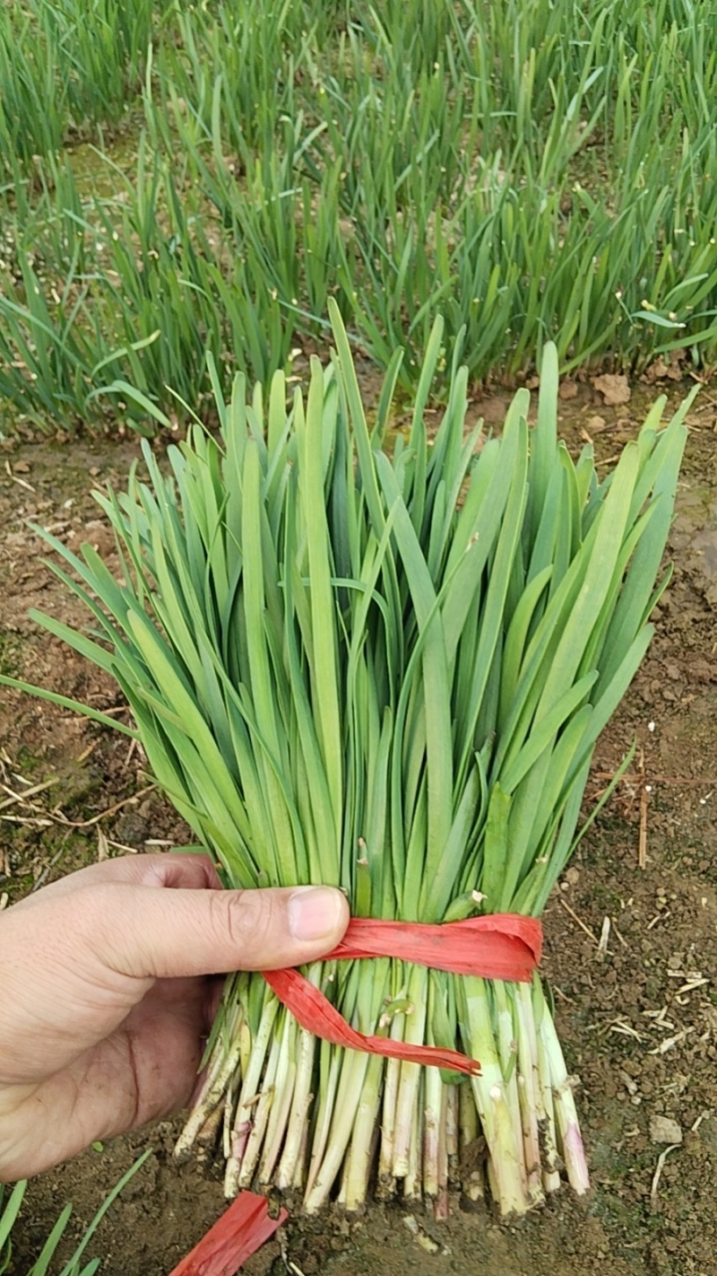 香河本地头茬韭菜大量上市质量好价格实惠诚信服务欢迎选购