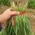 香河本地头茬韭菜大量上市质量好价格实惠诚信服务欢迎选购