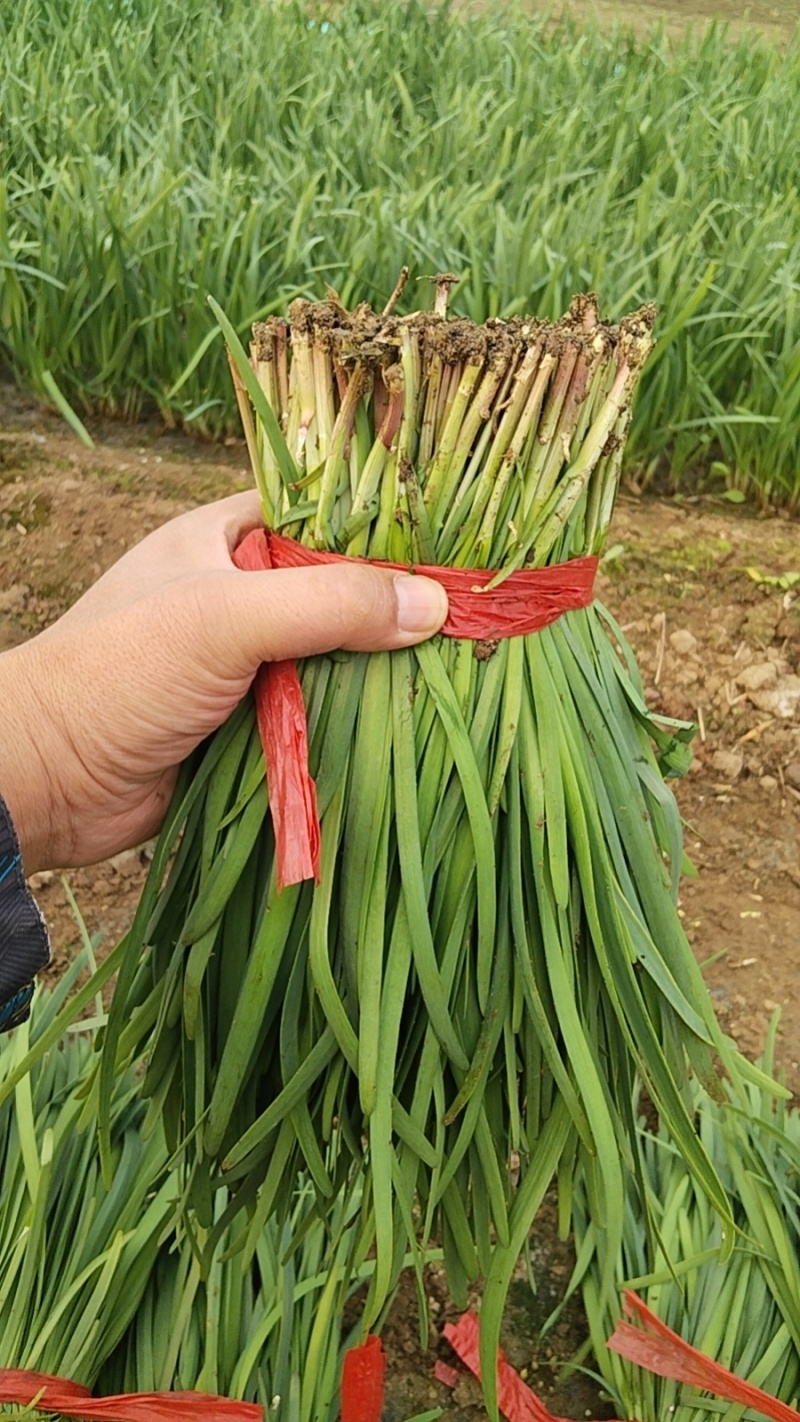 香河本地头茬韭菜大量上市质量好价格实惠诚信服务欢迎选购