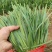 香河本地头茬韭菜大量上市质量好价格实惠诚信服务欢迎选购