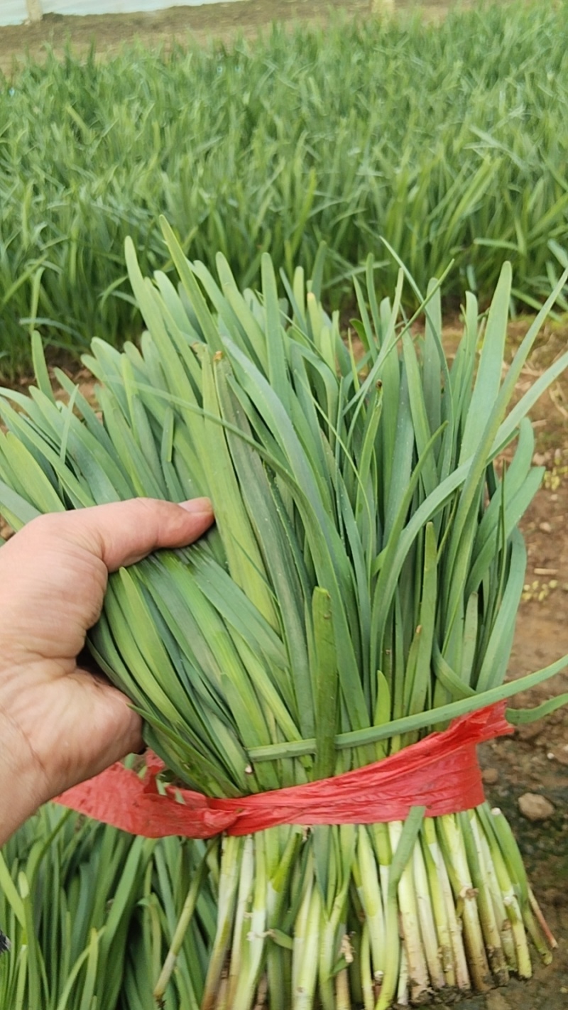 香河本地头茬韭菜大量上市质量好价格实惠诚信服务欢迎选购