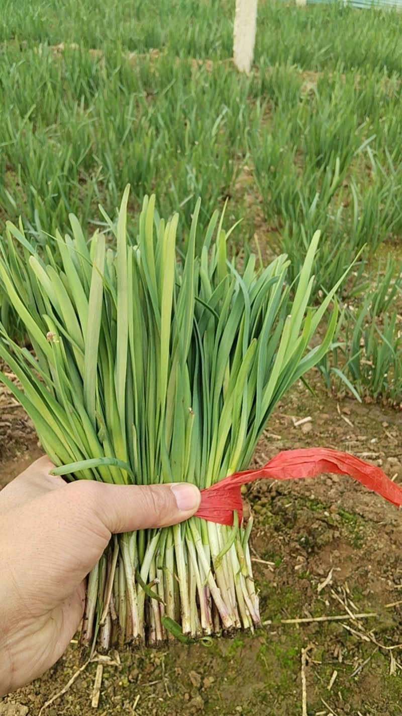 香河本地头茬韭菜大量上市质量好价格实惠诚信服务欢迎选购