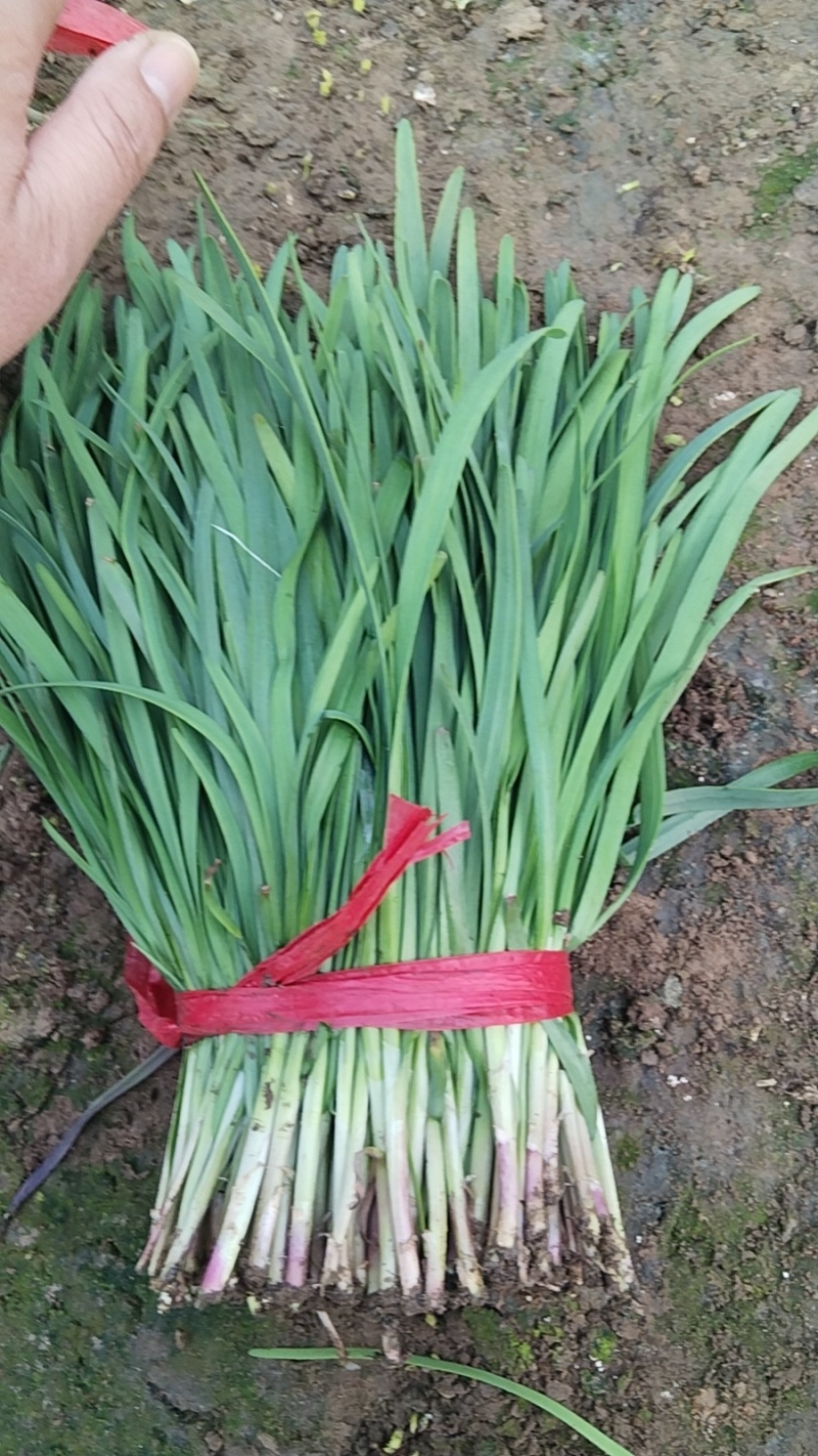 香河本地头茬韭菜大量上市质量好价格实惠诚信服务欢迎选购