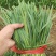 香河本地头茬韭菜大量上市质量好价格实惠诚信服务欢迎选购