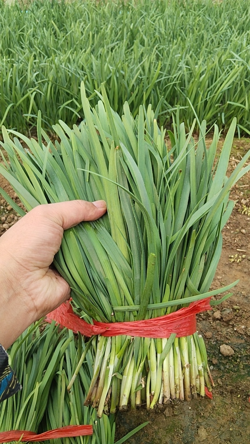 香河本地头茬韭菜大量上市质量好价格实惠诚信服务欢迎选购