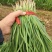 香河本地头茬韭菜大量上市质量好价格实惠诚信服务欢迎选购