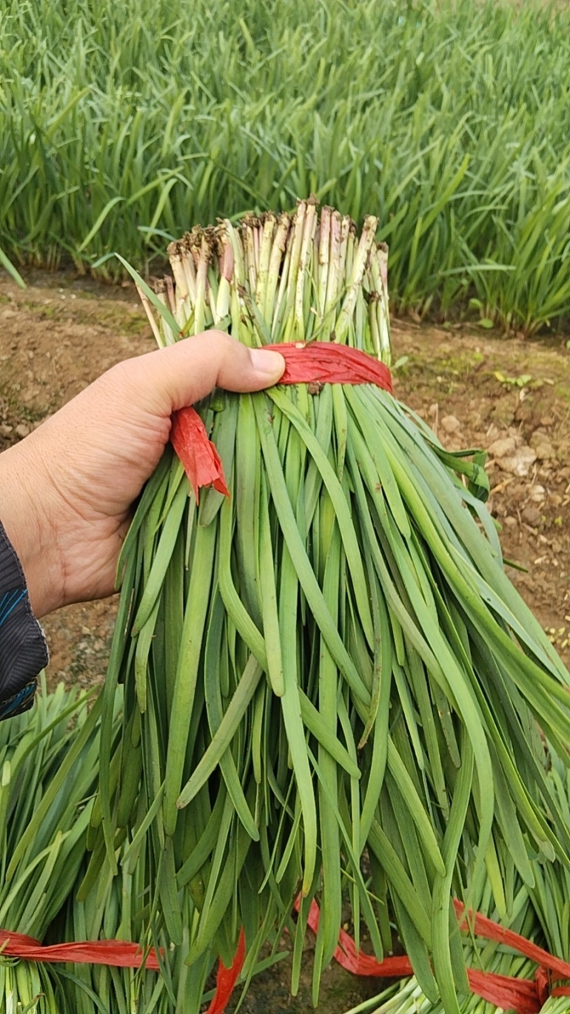 香河本地头茬韭菜大量上市质量好价格实惠诚信服务欢迎选购