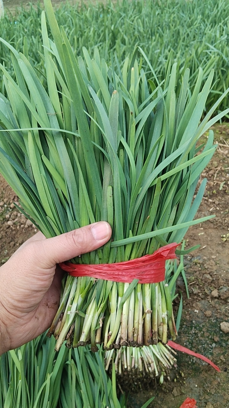 香河本地头茬韭菜大量上市质量好价格实惠诚信服务欢迎选购