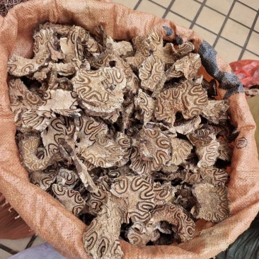 龙骨风