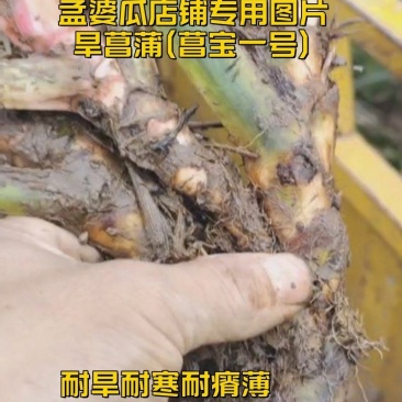 旱菖蒲种苗石菖蒲苗菖宝一号种苗石头地沙滩平地。山坡地种植