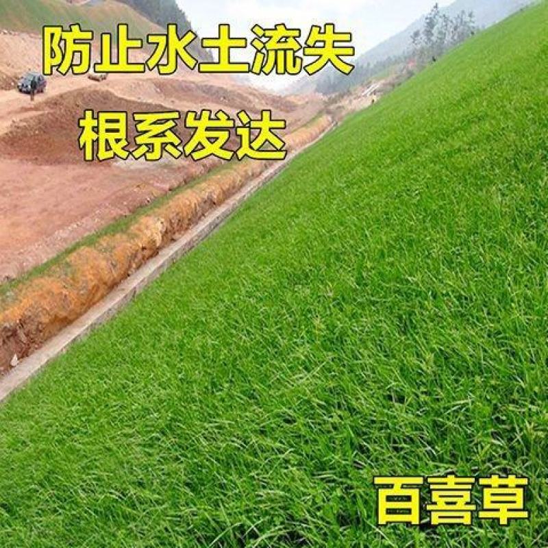 百喜草种子道路护坡水土保持牧草草籽堤坝绿化草坪