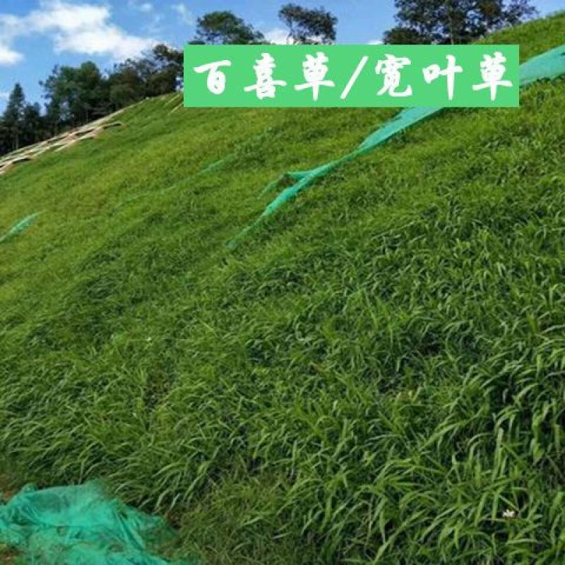 百喜草种子道路护坡水土保持牧草草籽堤坝绿化草坪