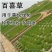 百喜草种子道路护坡水土保持牧草草籽堤坝绿化草坪