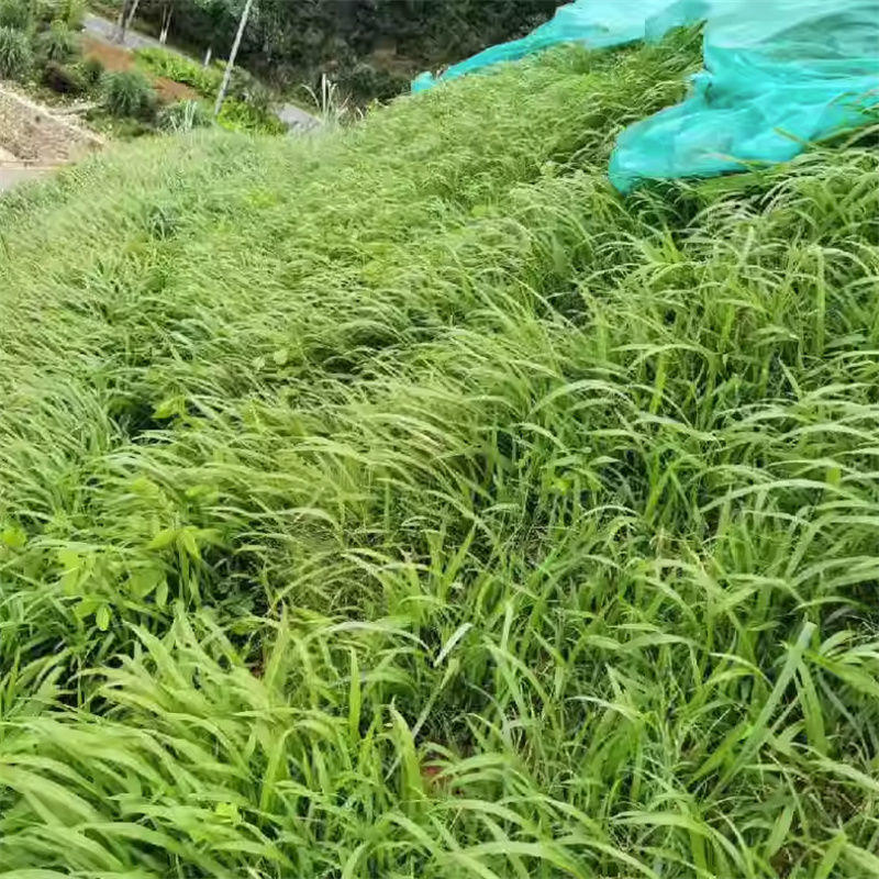 百喜草种子道路护坡水土保持牧草草籽堤坝绿化草坪