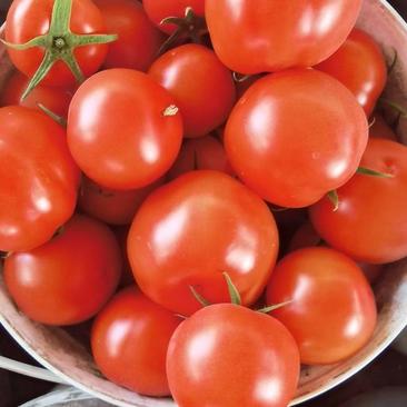 西红柿大量供应，产地直供，欢迎老板来合作
