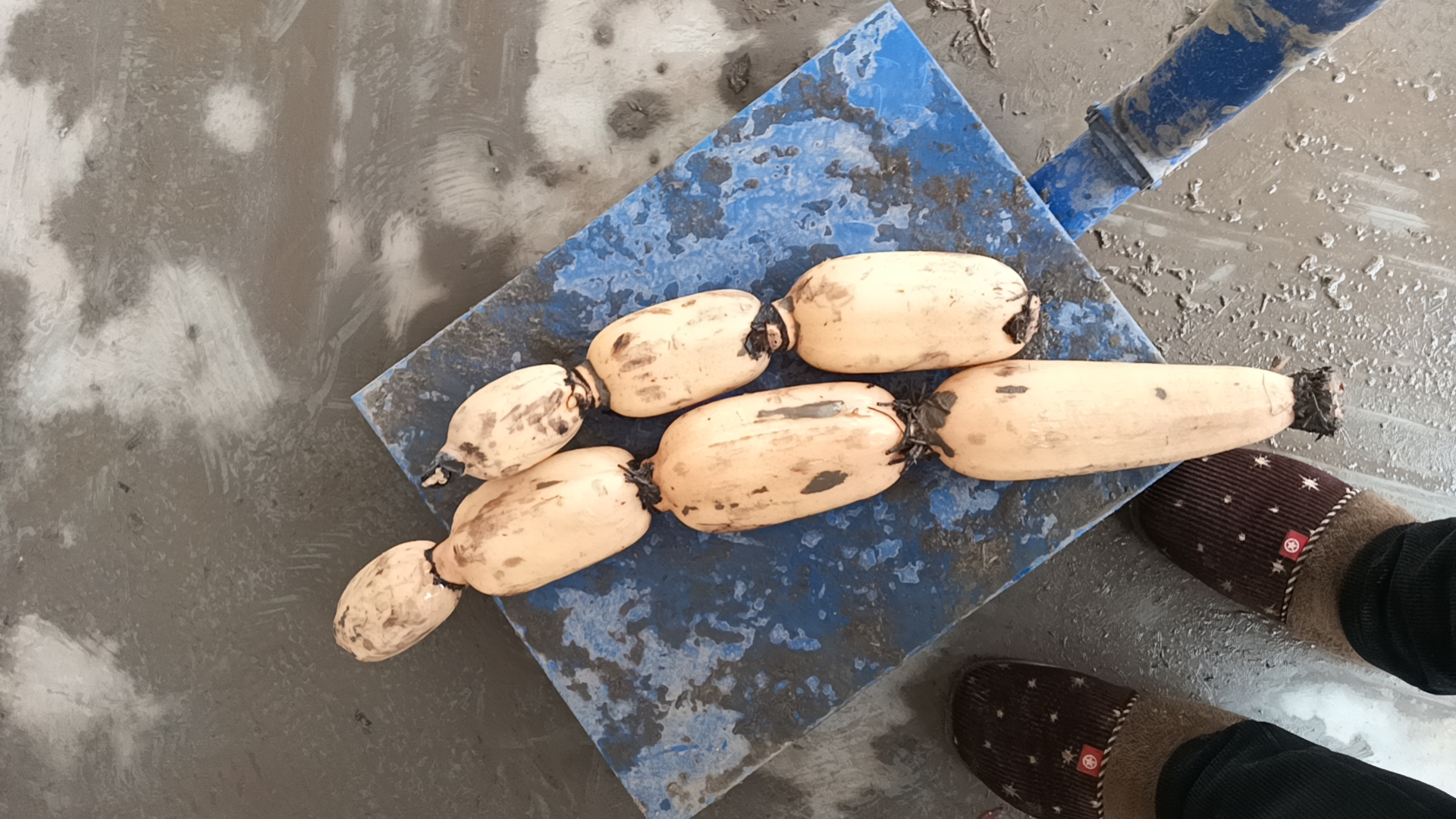 金线莲与浙贝母炖汤食材展示图