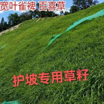 宽叶雀稗百喜草种子耐盐碱护坡固土边坡绿化耐热耐旱夏季草种