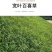 宽叶雀稗百喜草种子耐盐碱护坡固土边坡绿化耐热耐旱夏季草种