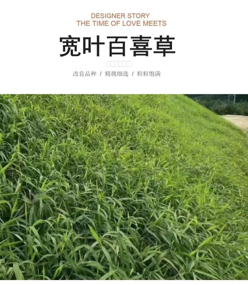 宽叶雀稗百喜草种子耐盐碱护坡固土边坡绿化耐热耐旱夏季草种