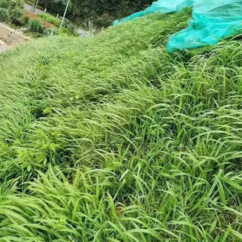 宽叶雀稗百喜草种子耐盐碱护坡固土边坡绿化耐热耐旱夏季草种