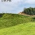 宽叶雀稗百喜草种子耐盐碱护坡固土边坡绿化耐热耐旱夏季草种