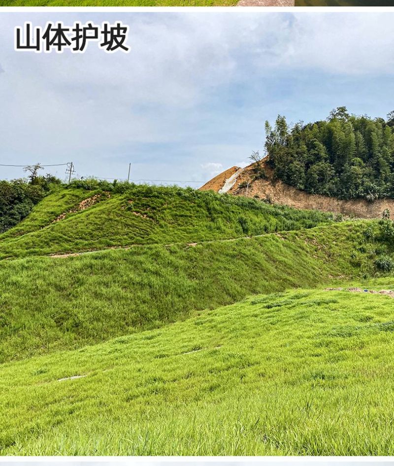 宽叶雀稗百喜草种子耐盐碱护坡固土边坡绿化耐热耐旱夏季草种